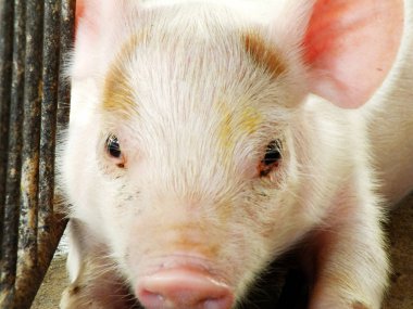 kulübede emiyor sonra genç uyku domuz