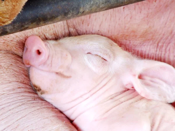 Joven cerdo dormido después de chupar en cobertizo — Foto de Stock