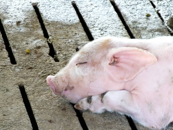 Young sleeping pig after sucking in shed — Stock Photo, Image