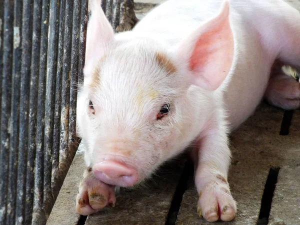 Young sleeping pig after sucking in shed — Stock Photo, Image