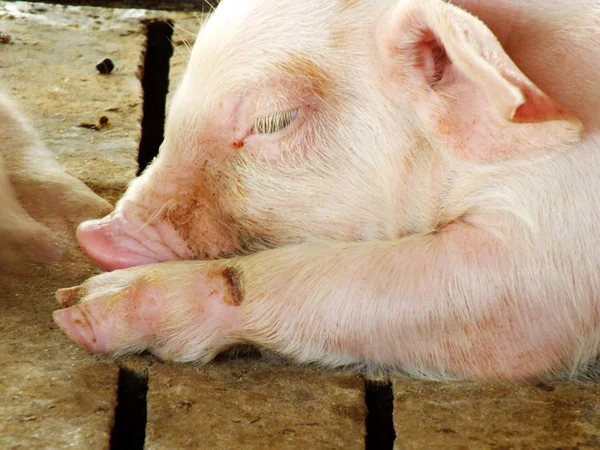 Young sleeping pig after sucking in shed — Stock Photo, Image