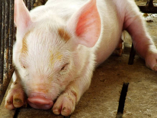 Молодая спящая свинья после всасывания в сарай — стоковое фото