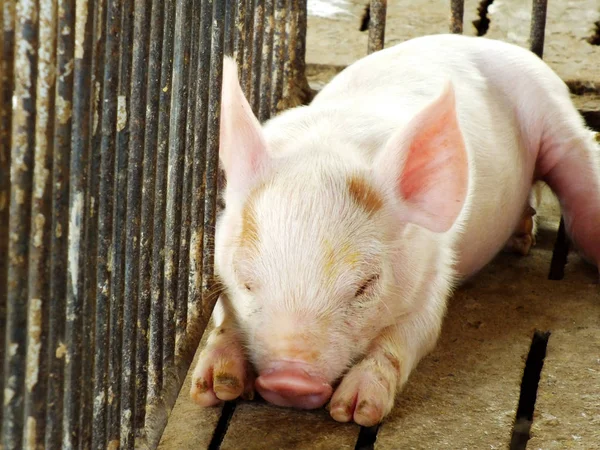 Young sleeping pig after sucking in shed — Stock Photo, Image