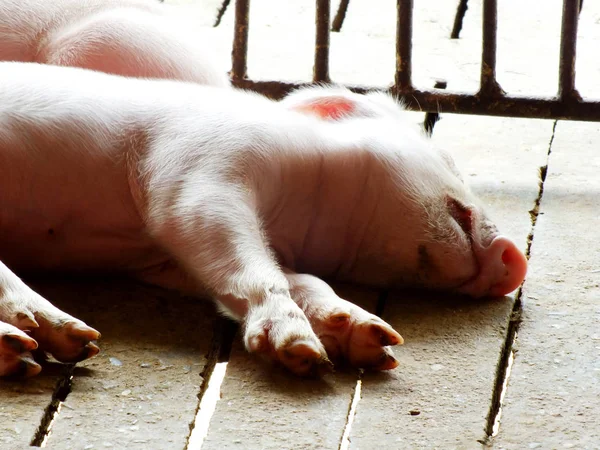 Young sleeping pig after sucking in shed — Stock Photo, Image
