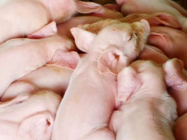 Ung sovande svin efter sugande i Boden — Stockfoto