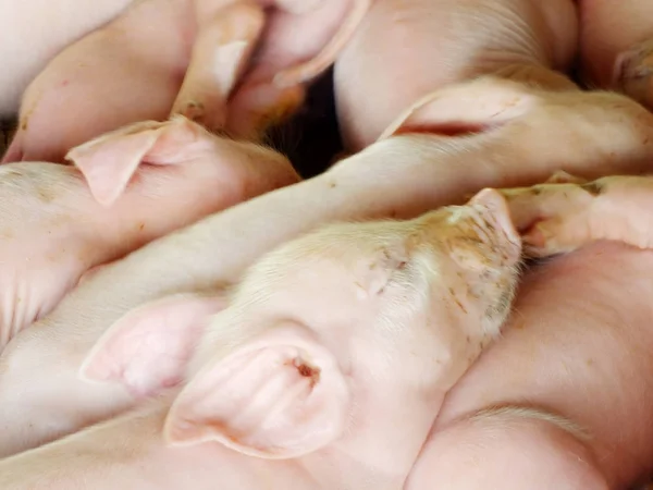 Jonge slapende varken na het zuigen in schuur — Stockfoto