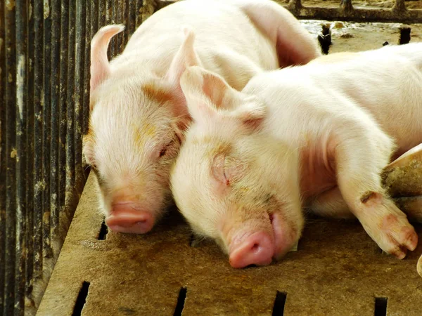 Ung sovande svin efter sugande i Boden — Stockfoto