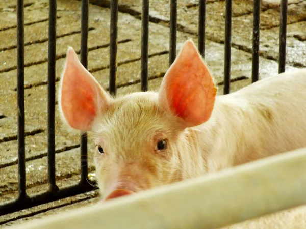 Young sleeping pig after sucking in shed — Stock Photo, Image