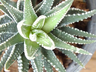 Şifalı bitki aloe vera yakın çekim