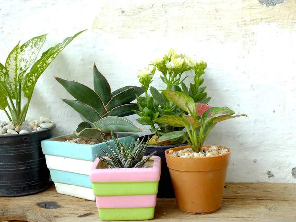 Bodegón plantas de la casa natural en textura de fondo de madera con copia de espacio — Foto de Stock