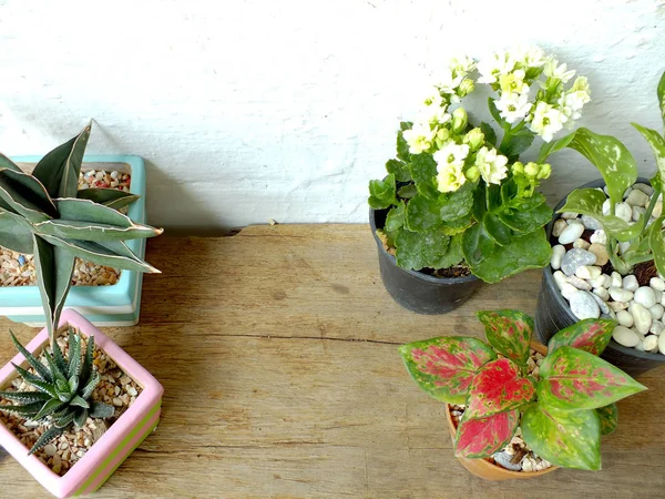 Top view of still life natural house plants on wood background texture — Stok Foto