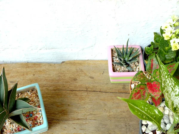 Top view of still life natural house plants on wood background texture — Stok Foto