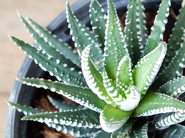 Menutup dari tanaman penyembuhan aloe vera — Stok Foto