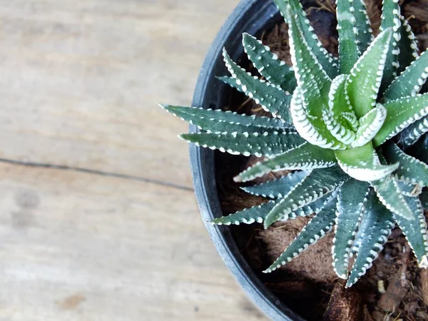 Primer plano de la planta curativa aloe vera —  Fotos de Stock