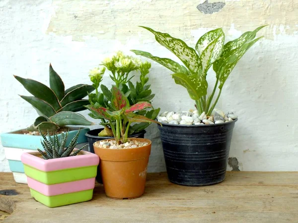 Bodegón plantas de la casa natural en textura de fondo de madera con copia de espacio — Foto de Stock