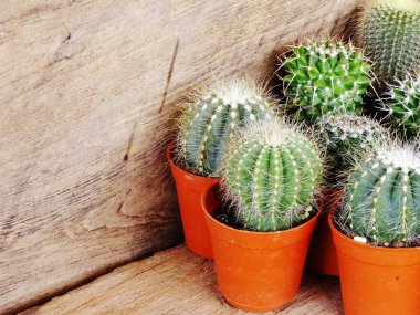 ahşap arka plan üzerinde küçük saksı kaktüs koleksiyonunda