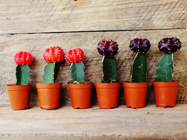 Cactus collection in small flower pots on wooden background — Stock Photo, Image