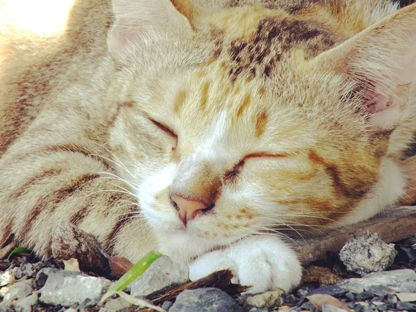 Спящая на земле кошка — стоковое фото