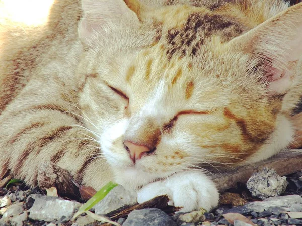 Gesneden kat slapen op de grond — Stockfoto