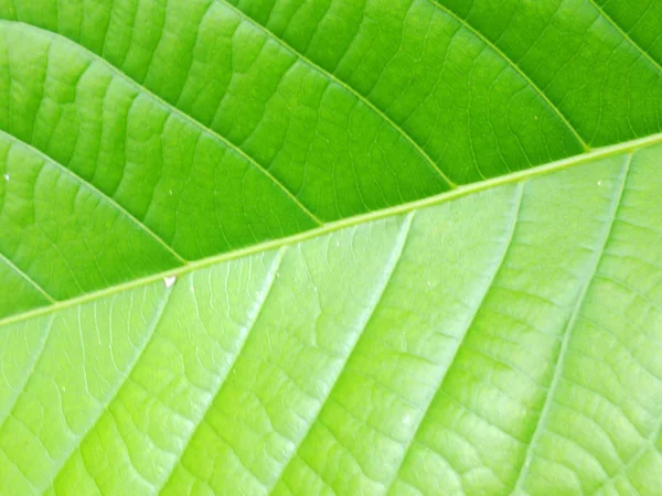 Nahaufnahme Detail der Blätter Pflanze im Garten Natur Hintergrund grün Hintergrund — Stockfoto