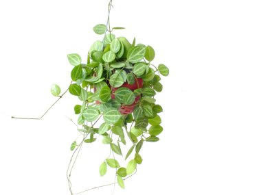 Beyaz arka plan üzerinde asılı sera bitki Ivy