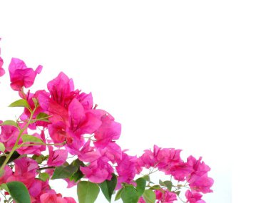 Beyaz arka plan üzerinde izole begonvillerle