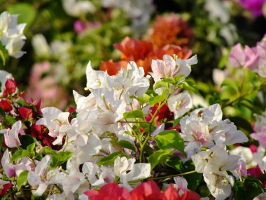 Beyaz arka plan üzerinde izole begonvillerle