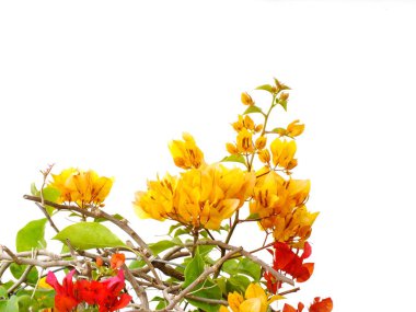 Beyaz arka plan üzerinde izole begonvillerle