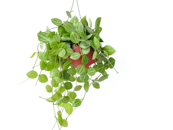 Groen huis plant ivy opknoping op witte achtergrond — Stockfoto