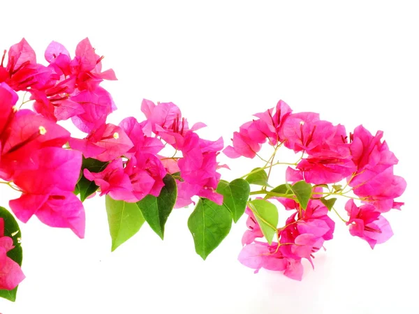 Bougainvilleas isolado no fundo branco — Fotografia de Stock