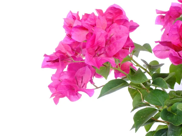 Beyaz arka plan üzerinde izole begonvillerle