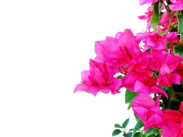 Bougainvilleas изолированы на белом фоне — стоковое фото