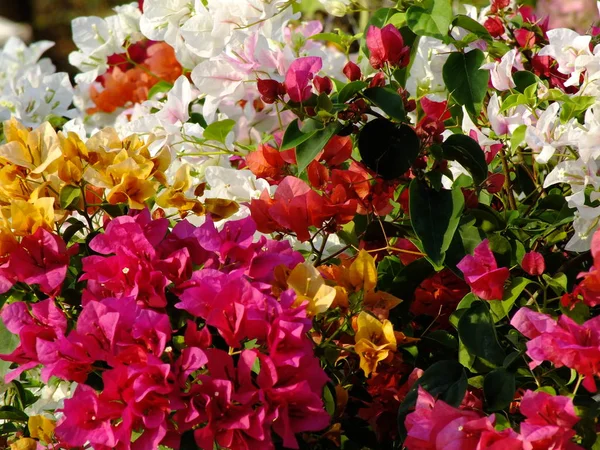 Bougainvilliers isolés sur fond blanc — Photo