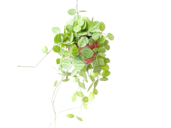 Zielony dom roślin bluszczu wiszące na białym tle — Zdjęcie stockowe