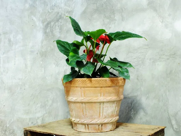 Primer plano árbol verde en maceta de flores y fondo de espacio — Foto de Stock