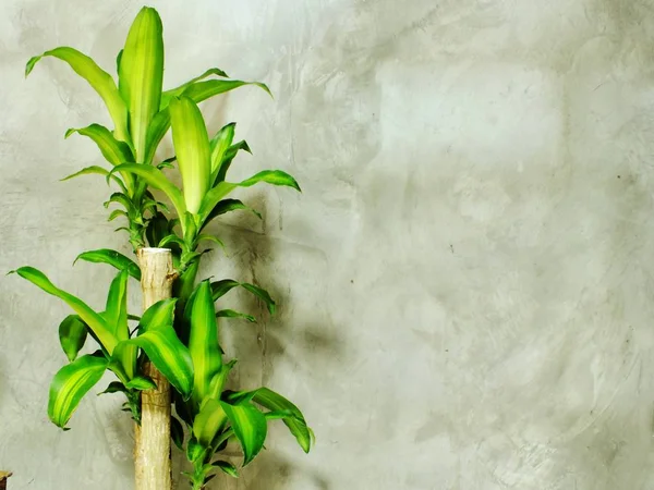 Closeup green tree on flower pot and space background — Stock Photo, Image