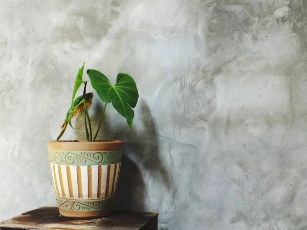 Primer plano árbol verde en maceta de flores y fondo de espacio — Foto de Stock