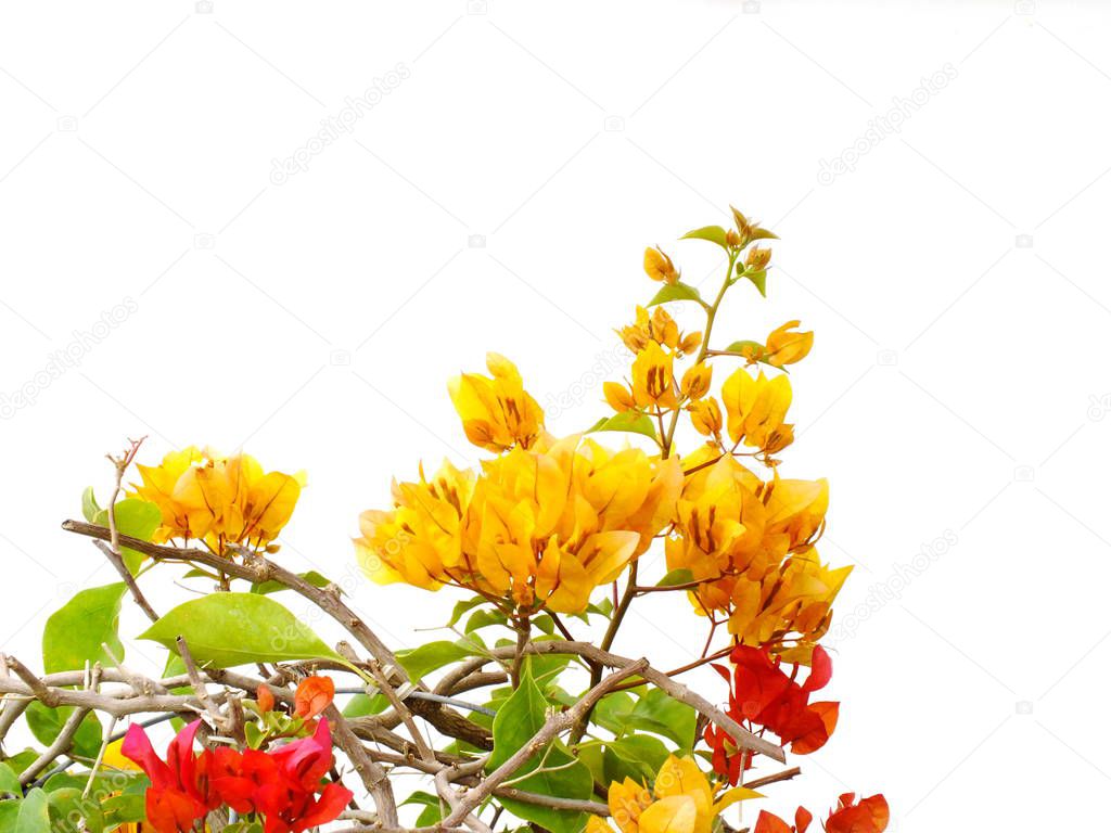 bougainvilleas isolated on white background