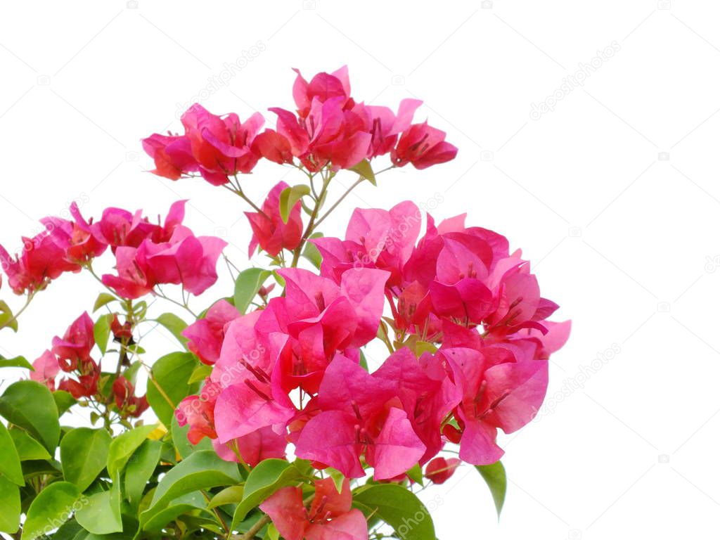 bougainvilleas isolated on white background