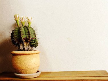 pembe kaktüs çiçek üst kısmında kaktüs bitki çiçek