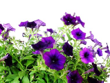 menekşe mor petunyaların çiçek çiçek açan ağaçları beyaz arka plan üzerinde izole