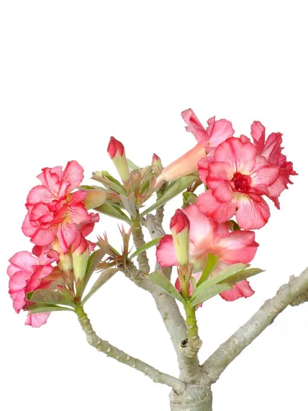 Flor de adenio rosa aislada sobre fondo blanco — Foto de Stock