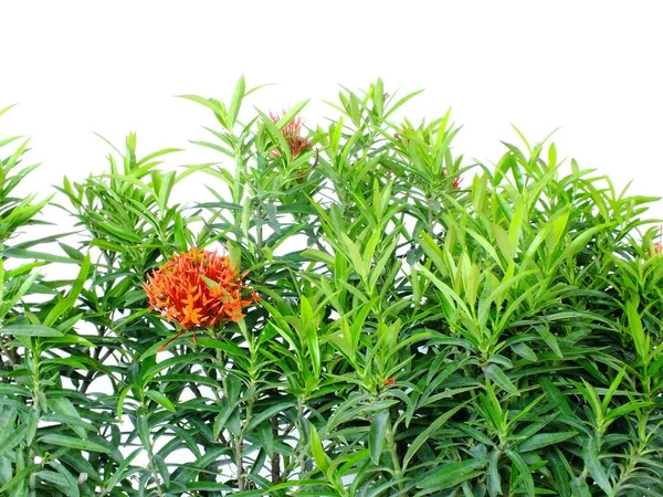 Red spike flower buds and green leaves isolated on white background — Stock Photo, Image