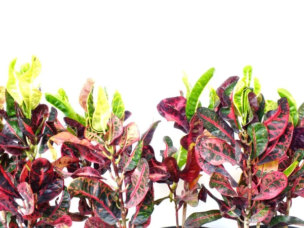 Крупним планом листя кротонної рослини ізольовані на білому фоні — стокове фото