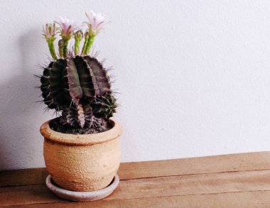 kaktüs ahşap tablo ve alan arka plan üzerinde