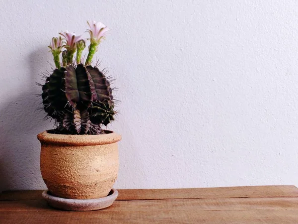 Cactus su tavolo in legno e sfondo spazio — Foto Stock