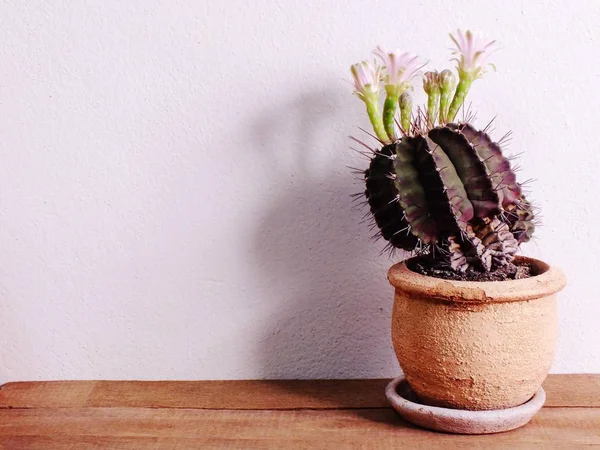 Cactus su tavolo in legno e sfondo spazio — Foto Stock