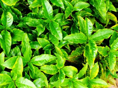 Yeşil doku yakın doğa arka plan kadar bırakın