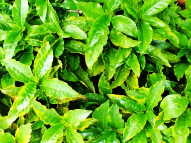 Yeşil doku yakın doğa arka plan kadar bırakın