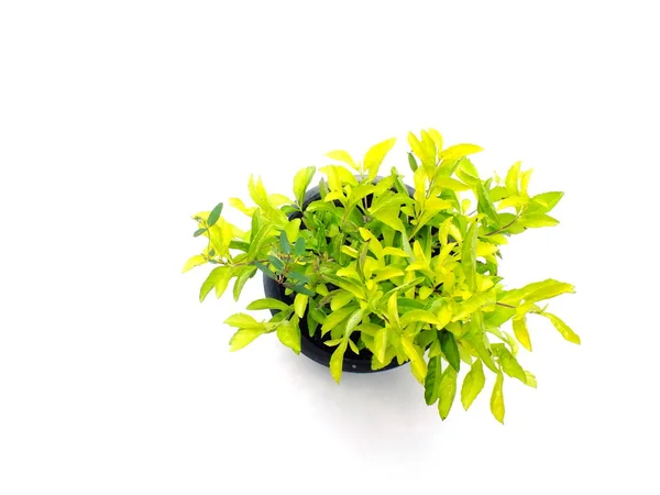 Hauspflanze isoliert auf weißem Hintergrund — Stockfoto